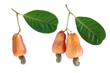 Cashews fruit ripe with green leaf  on isolated white background.