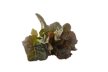Fresh  red coat lettuce isolated a on white background