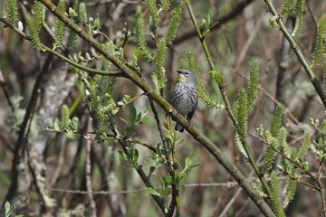 Yellow-rumped Warbler perched in a willow