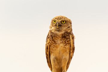 Mochuelo de Hoyo
Speotyto cunicularia
Burrowing Owl