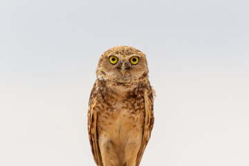 Mochuelo de Hoyo
Speotyto cunicularia
Burrowing Owl
