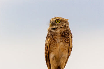 Mochuelo de Hoyo
Speotyto cunicularia
Burrowing Owl