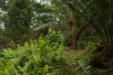 A tropical garden embellished with ferns and other shade-loving plants, crafting a verdant scenery that epitomizes.