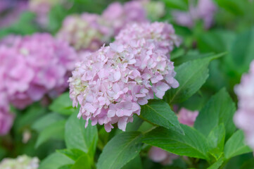 Pink hydrangea flowers with green leaves, illuminated by natural daylight in the garden.