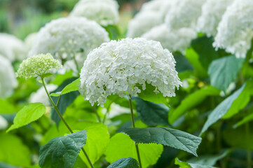 White hydrangea flowers with green leaves, illuminated by natural daylight in the garden.