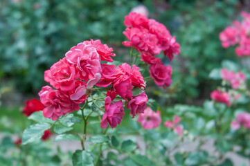 A close-up shot capturing pink rose flowers against a softly blurred bokeh background. Ideal for use in gift cards or calendar pages with ample space for text.