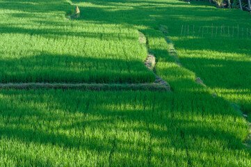 Lush green rice field under the daylight, showcasing young rice stalks spread across the entire frame, highlighting the vibrant beauty of agricultural scenery. - Powered by Adobe