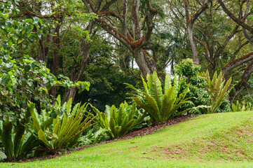An undulating grassy mound adorned with towering Asplenium ferns and a sprawling tropical tree with spreading branches, exemplifying tropical garden design.