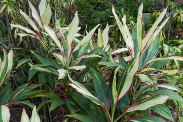 Lush Cordyline plants in various hues thriving in a tropical garden, illuminated by natural daylight. The vibrant foliage fills the frame, showcasing the beauty of these plants.