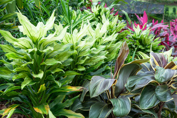 Obraz premium Lush Cordyline plants in various hues thriving in a tropical garden, illuminated by natural daylight. The vibrant foliage fills the frame, showcasing the beauty of these plants.