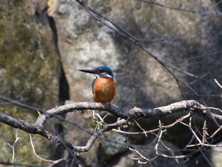 The kingfisher on the winter tree / 冬木の枝にとまるカワセミ(横顔, 広角標準画角)