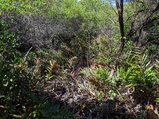 The lush green mangrove conservation forest is used as an educational tourist spot in East Kalimantan