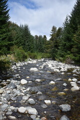 Obraz premium Río en mitad del bosque de pinos