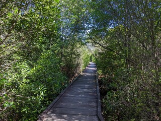 The lush green mangrove conservation forest is used as an educational tourist spot in East Kalimantan