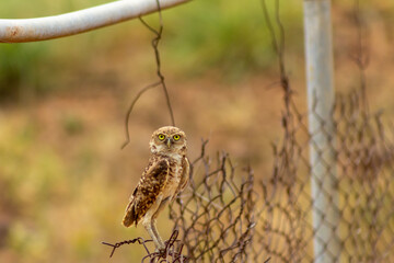 Mochuelo de Hoyo
Speotyto cunicularia
Burrowing Owl in Venezuela