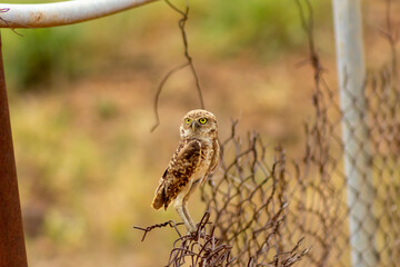 Mochuelo de Hoyo
Speotyto cunicularia
Burrowing Owl in Venezuela