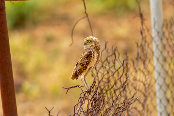 Mochuelo de Hoyo
Speotyto cunicularia
Burrowing Owl in Venezuela