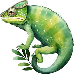 Obraz premium green chameleon on branch isolated on white background