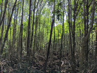 Obraz premium The lush green mangrove conservation forest is used as an educational tourist spot in East Kalimantan