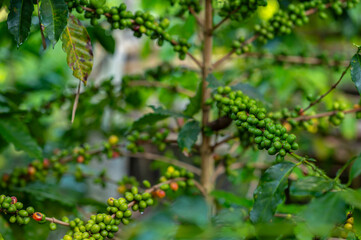 coffee plant