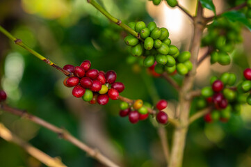coffee plant