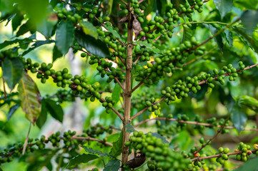 coffee plant