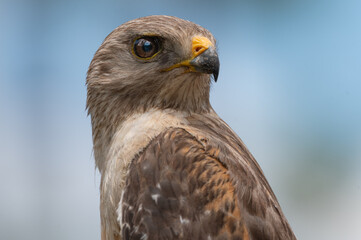 close up of a hawk