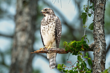 Red Shoulder Hawk