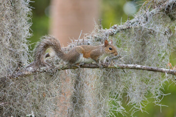 squirrel on a tree