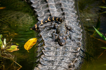 Baby Aligator laying on mom