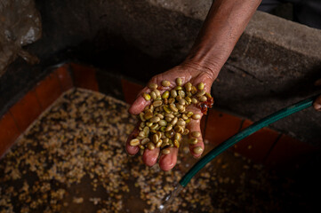 granos de cafe 