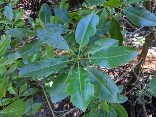 The lush green mangrove conservation forest is used as an educational tourist spot in East...