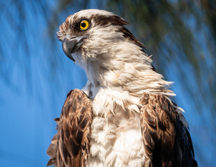 Osprey headshot