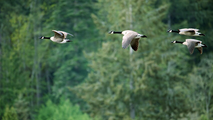 Canada Goose fly below the tree tops Cowichan Estuary