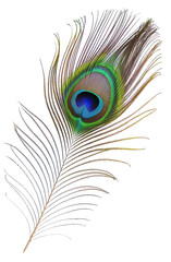 isolated peacock plume on transparent background