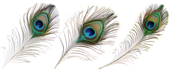 decorative peacock feather png in pack of three