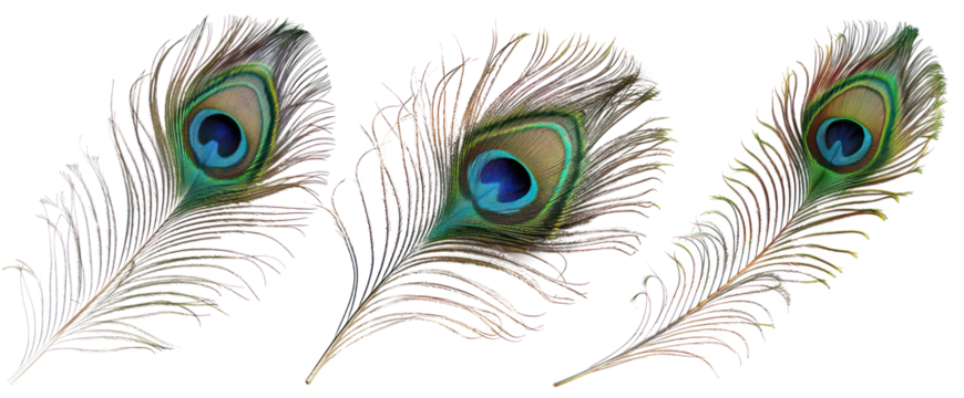 decorative peacock feather png in pack of three