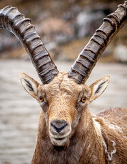 Alpine Ibex #2