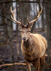 Fototapeta premium Elk #2