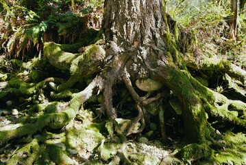 Exposed mossy tree roots, holding back large rocks at the edge of a steep drop in dappled sunlight. 