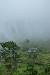 Tropical forest shrouded in fog	