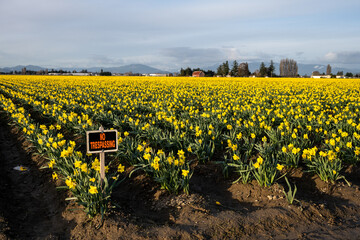 No Trespassing sign protecting a field full of bright yellow classic daffodils in full bloom, evening spring landscape
