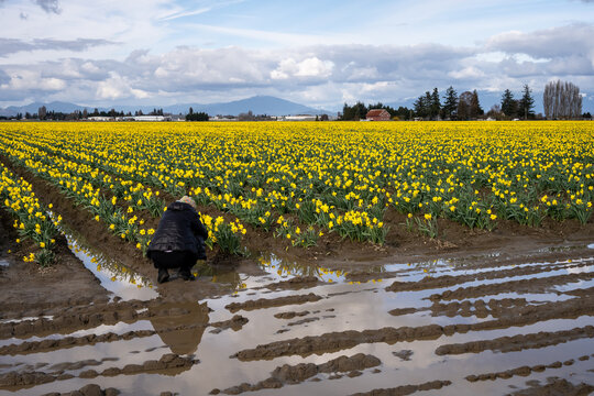 Woman photographer dressed in black taking pictures of a field full of bright yellow daffodils in full bloom, wet spring landscape
