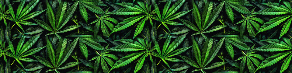 seamless pattern with green cannabis marijuana leaf on black background for decoration - obrazy, fototapety, plakaty