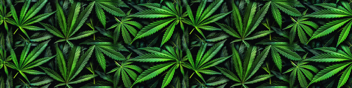 seamless pattern with green cannabis marijuana leaf on black background for decoration