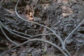 Rocks and stems of Hathi nahar, Elephant gully or Rainwater gully to channel rainwater to Ranisar...