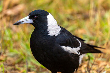 Fototapeta premium magpie portrait
