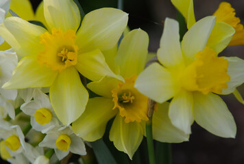 daffodils in spring
