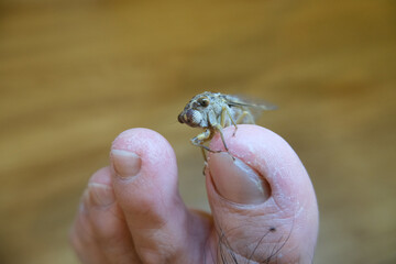 Insects on feet