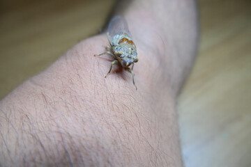 insect on knee